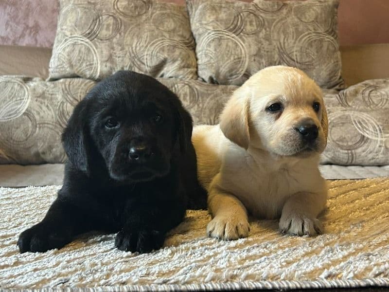 Labrador Retriever 2 months old male small named Labomanija for sale in Јужнобачки oкруг, Војводина | Petmeetly