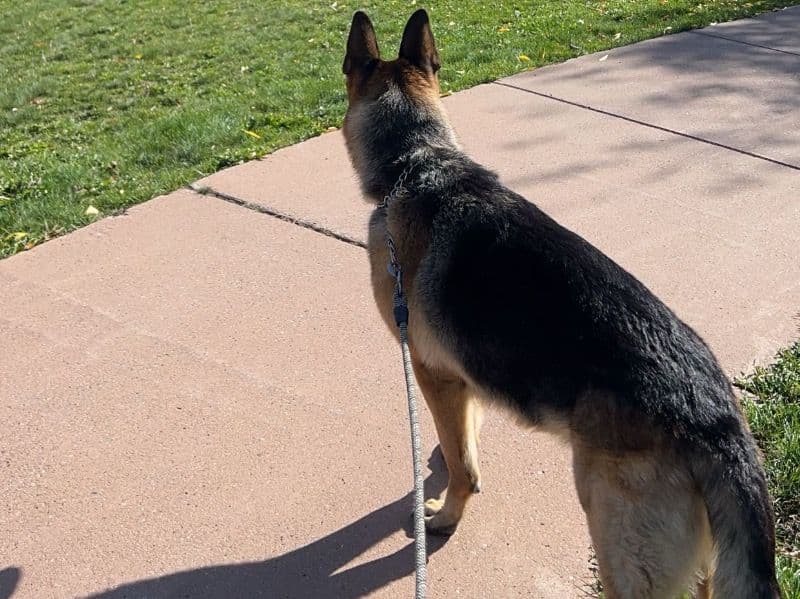 German Shepherd 5 years old male large named Tyson for breeding in Chestermere, Alberta | Petmeetly