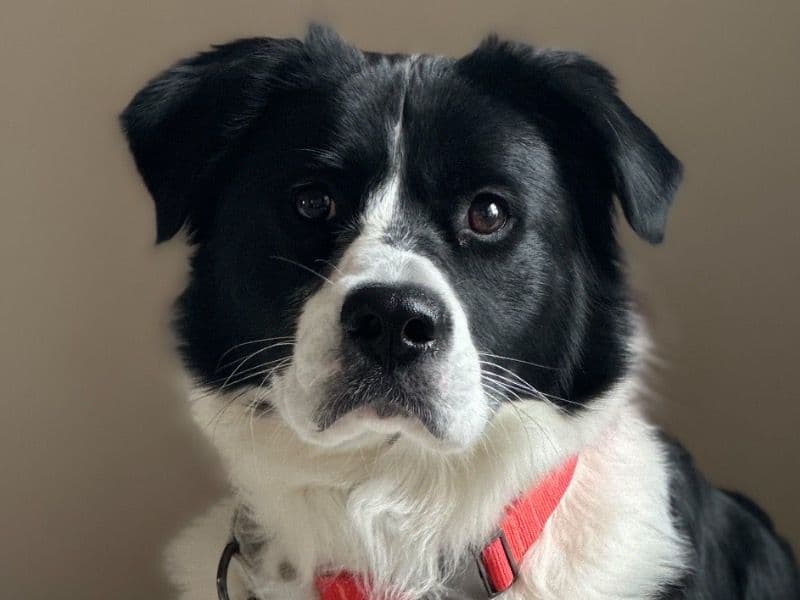 Border Collie 5 years 1 month old male large named Rollo for breeding in Oakland County, Michigan | Petmeetly