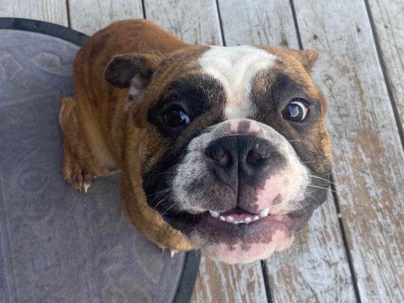 Old English Bulldog 11 months old male medium named Dewey for breeding in Roanoke, Virginia | Petmeetly