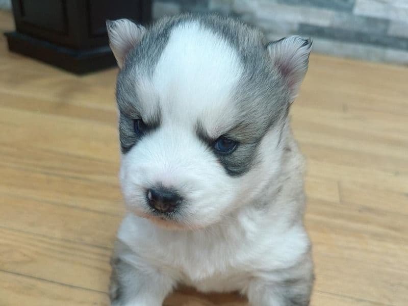 Siberian Husky 1 month old female small named Elizabeth for sale in Naugatuck Valley Planning Region, Connecticut | Petmeetly