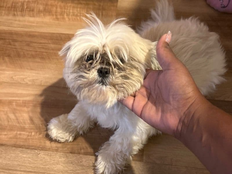 Lhasa Apso 3 years 4 months old female small named Saunjae for breeding in Winnebago County, Illinois | Petmeetly