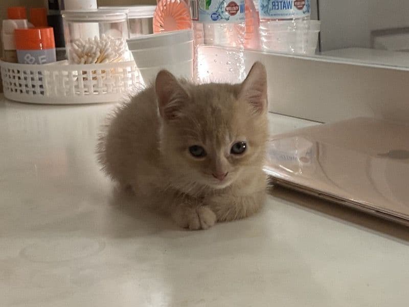 Domestic Shorthair 5 months old female named Nala for adoption in Providence County, Rhode Island | Petmeetly