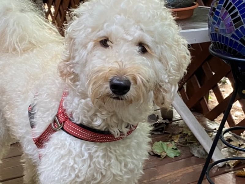 Goldendoodle 3 years 8 months old female medium named Honey for breeding in Ingham County, Michigan | Petmeetly