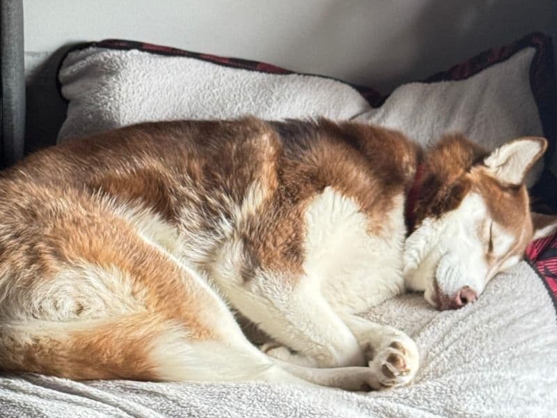 Husky 2 years old female medium named Luna for breeding in Jefferson County, New York | Petmeetly
