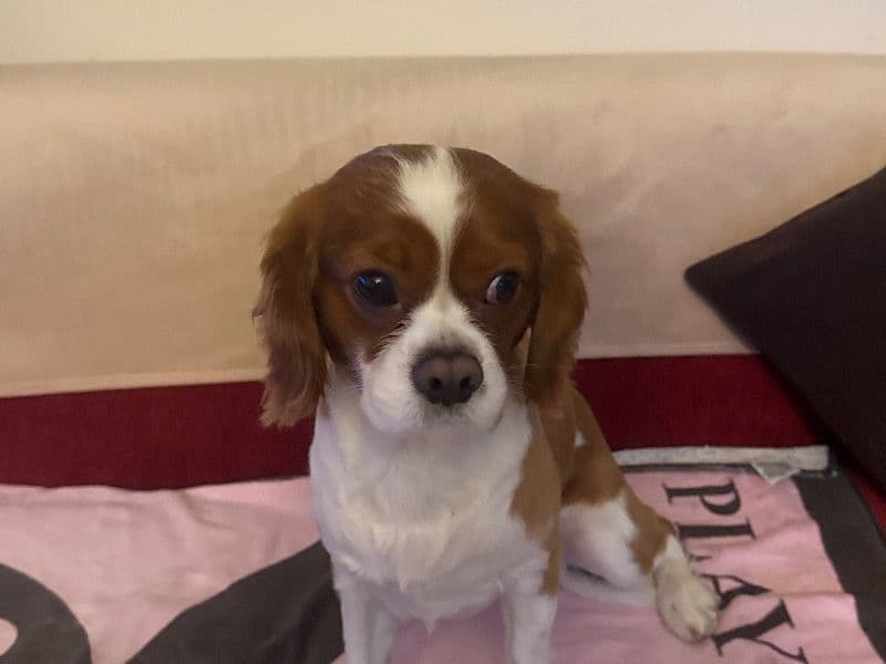 Cavalier King Charles Spaniel 2 years 1 month old male medium named Junior for breeding in Beşiktaş, İstanbul | Petmeetly