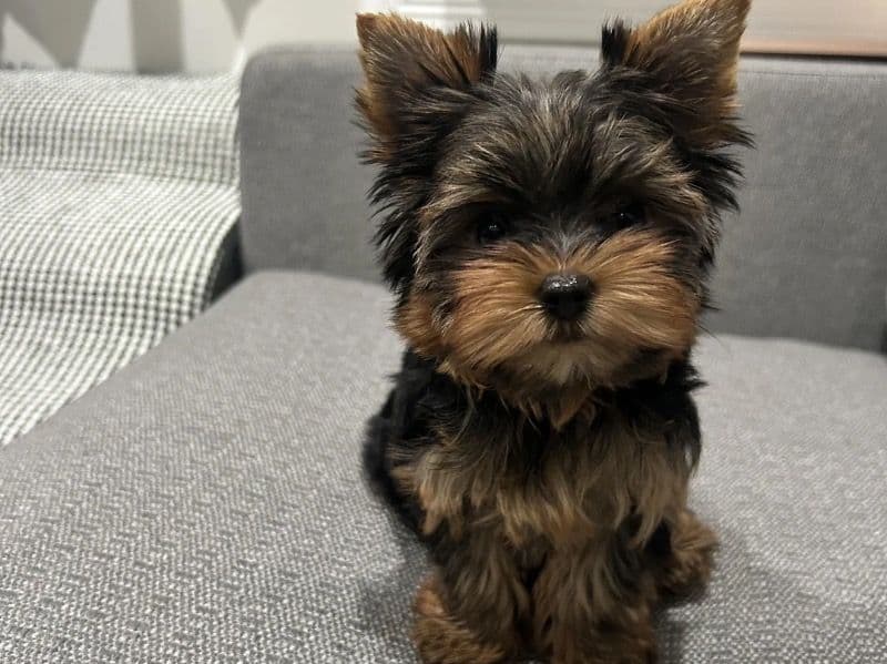 Miniature Poodle 2 months old male small named Milo for sale in Baltimore County, Maryland | Petmeetly