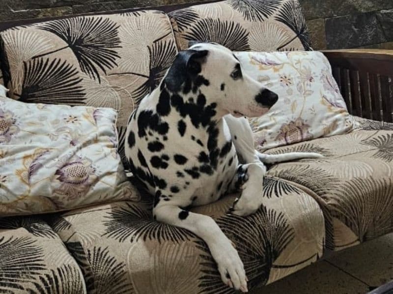 Dalmatian 3 years old male large named Dobby for breeding in Mahasamund, Chhattisgarh | Petmeetly