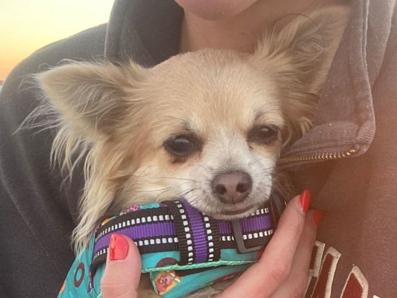 Long hair Chihuahua 2 years 6 months old male small named Theo for breeding | Petmeetly