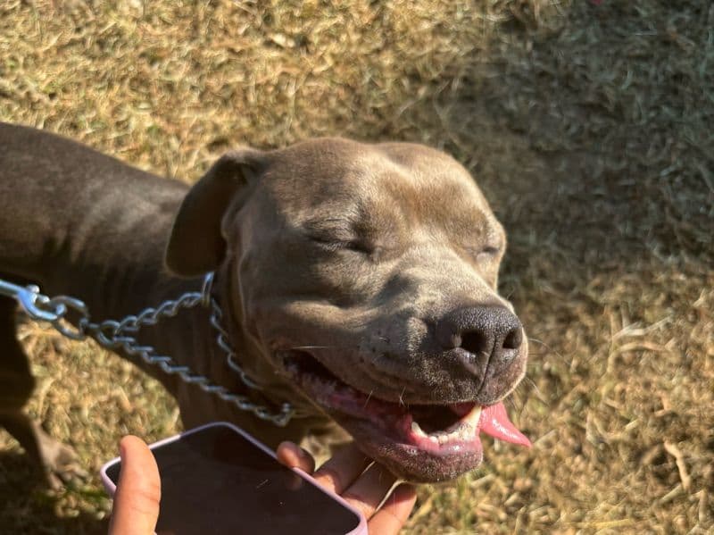 American PitBull Terrier 2 years 6 months old female medium named Iris for breeding in Bronx County, New York | Petmeetly