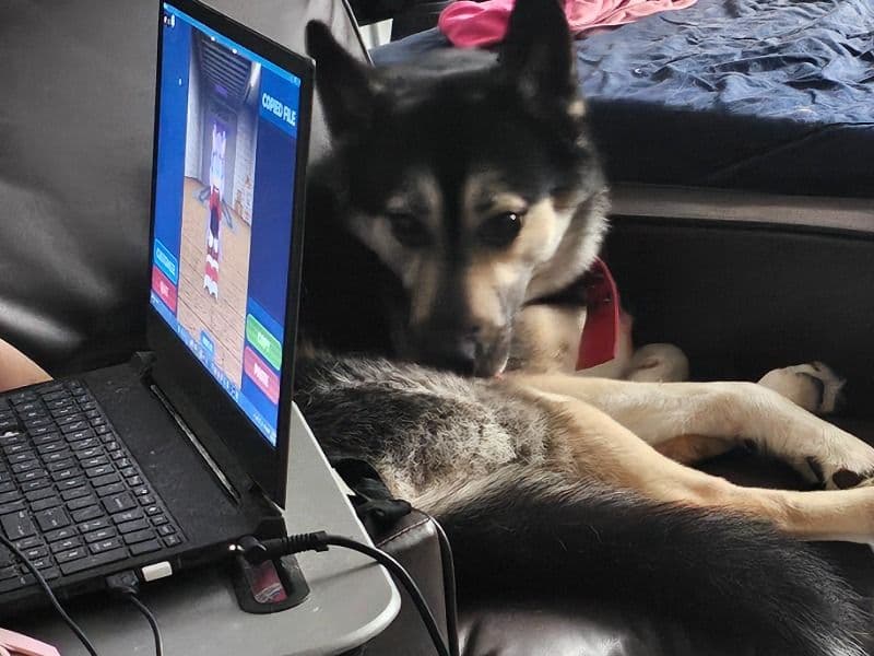 German Shepherd Husky 4 years old male large named Teddie for adoption in Rensselaer County, New York | Petmeetly