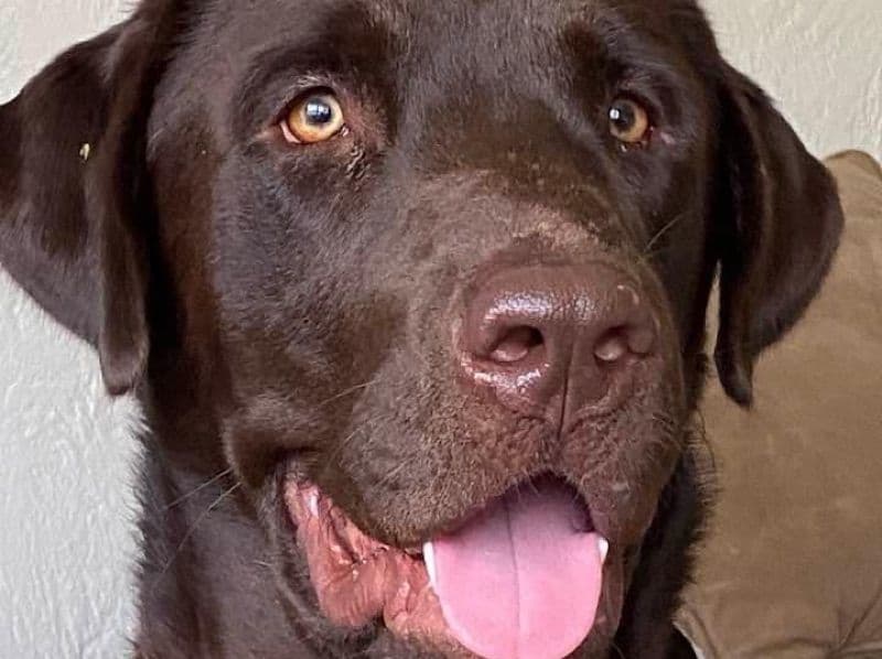 Labrador Retriever 4 years 9 months old male large named Oliver for breeding in Hillsborough County, Florida | Petmeetly