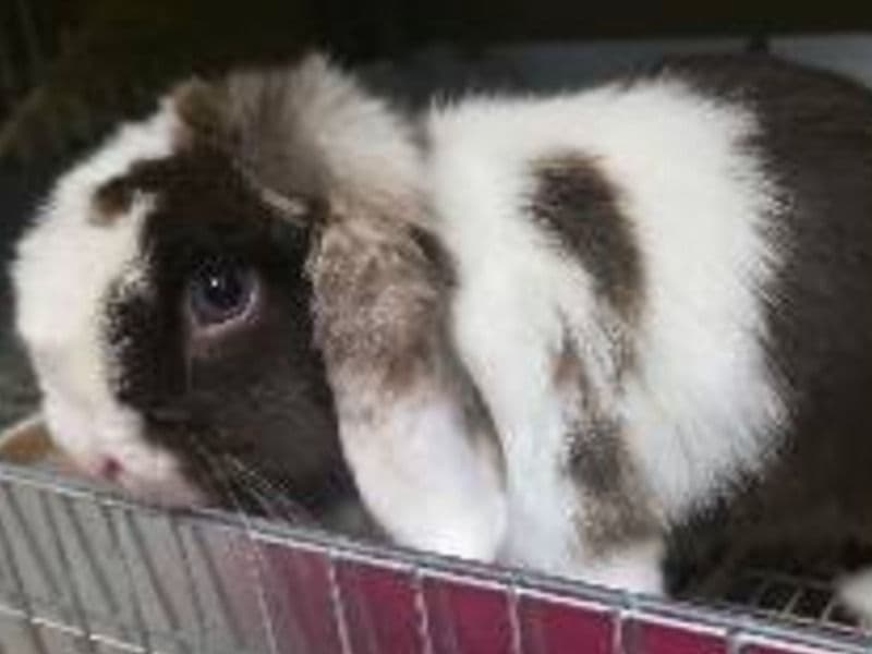 Chloe - Holland Lop | Petmeetly