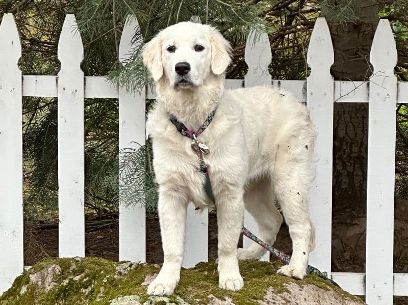 Luna primary photo