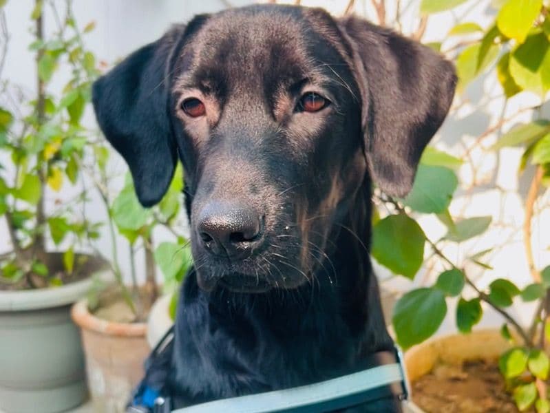 English Labrador Retriever 1 year 5 months old male medium named Leo for breeding in Delhi Division, Delhi | Petmeetly