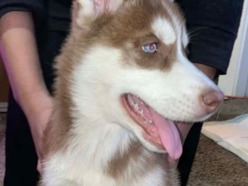 Husky 3 months old female medium named Arya for sale in Centre County, Pennsylvania | Petmeetly