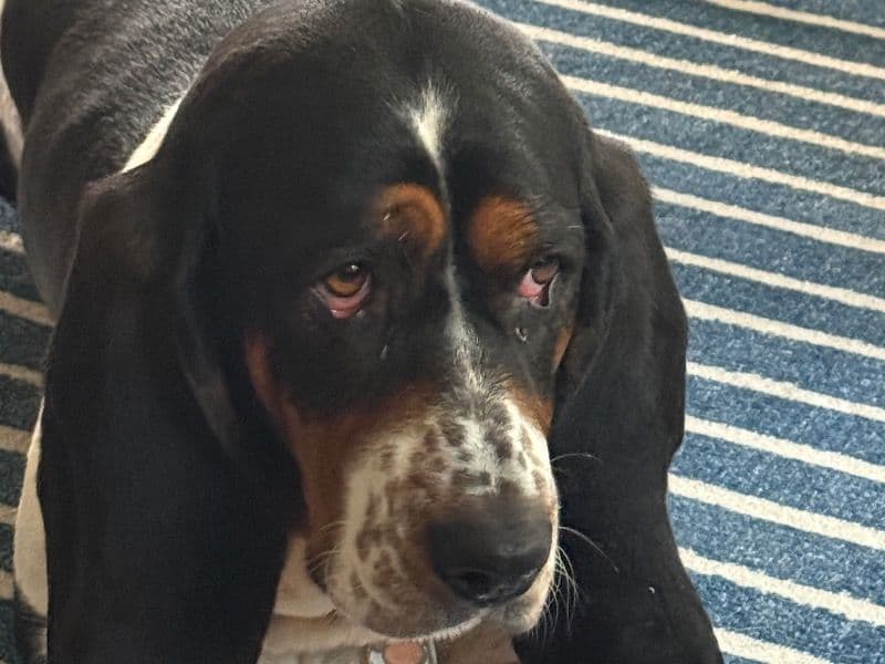Basset Hound 2 years 7 months old female large named Poppy for breeding in Pierce County, Washington | Petmeetly