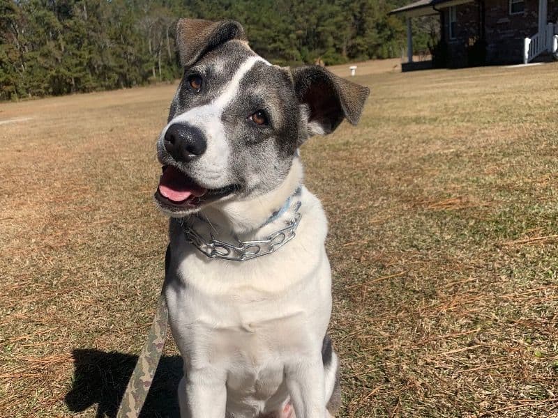 Labsky 4 years 7 months old female medium named Daisi for breeding in Berkeley County, South Carolina | Petmeetly