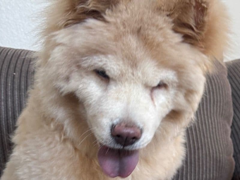 Chow Chow 9 months old male small named Hachi for breeding in Clark County, Nevada | Petmeetly