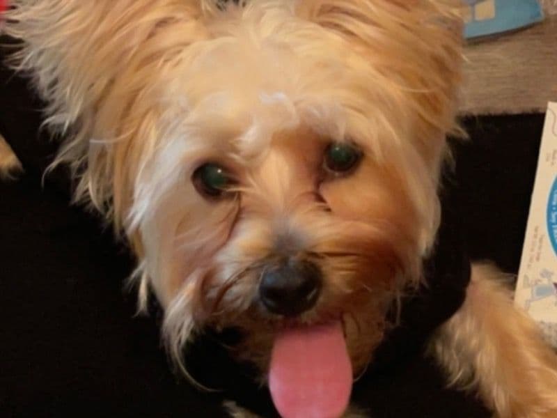 Milo primary photo
