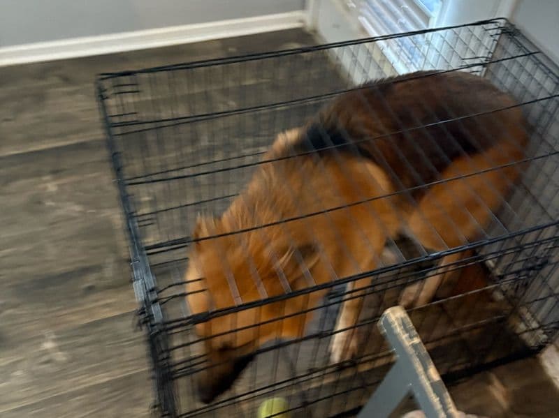 German Shepherd 2 years 4 months old male large named Scarr for sale in Tarrant County, Texas | Petmeetly