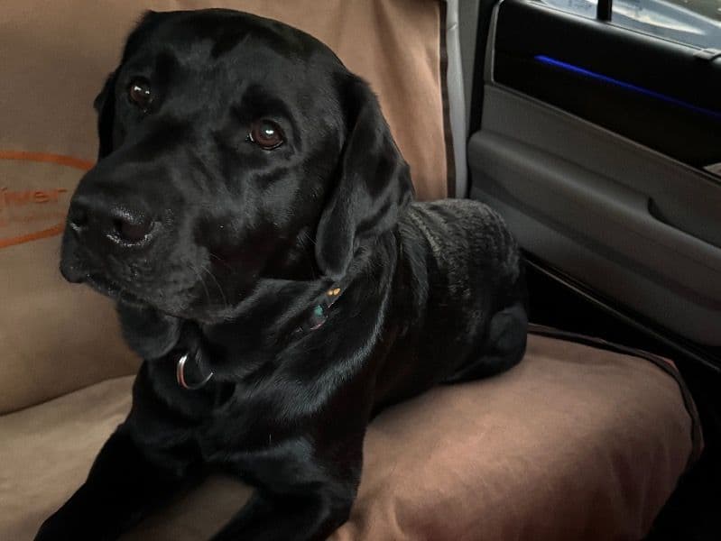 Labrador Retriever 3 years 6 months old male large named Kenny for breeding | Petmeetly