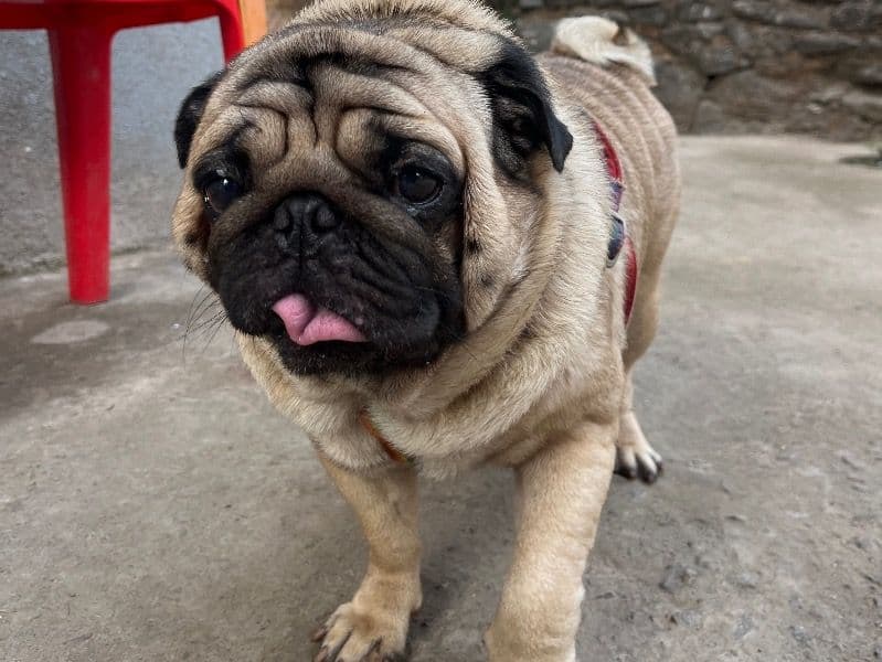 Pug 2 years old male medium named Pogo for breeding in Konkan Division, Maharashtra | Petmeetly