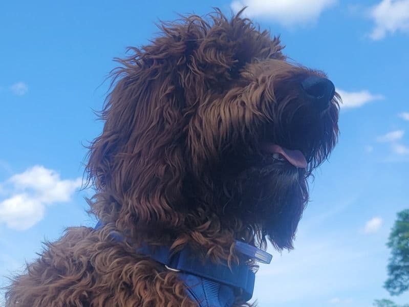 Goldendoodle 1 year 4 months old male medium named Benji for breeding in Sullivan County, New York | Petmeetly