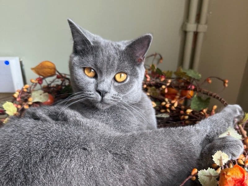 British Shorthair 11 months old female named Poppy for breeding in Greater London, England | Petmeetly