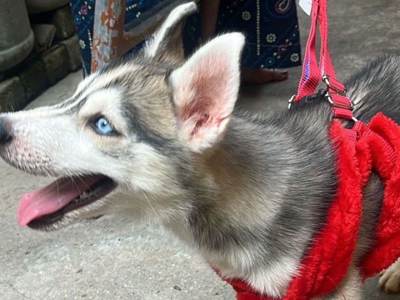Husky 1 year 10 months old male medium named Scooby for breeding in Chennai, Tamil Nadu | Petmeetly