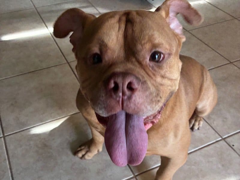 Bulldog 5 years old male medium named Cornbread for adoption in Orlando, Florida | Petmeetly