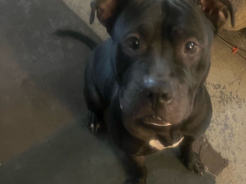 Luna primary photo