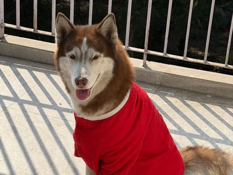 Siberian Husky 4 years 2 months old male large named Zeus for breeding in Delhi Division, Delhi | Petmeetly