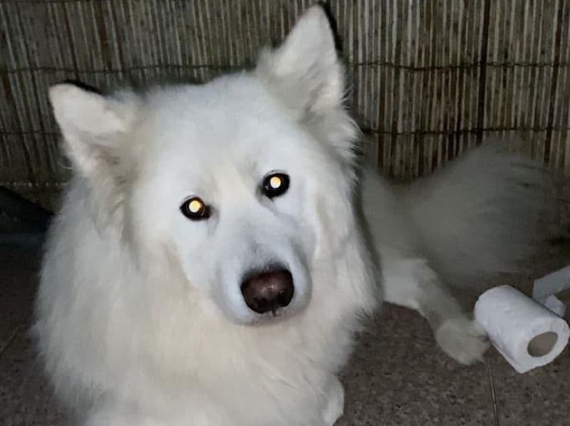 Samoyed 4 years 4 months old male medium named Shelby for breeding in Lisbon, Lisbon | Petmeetly
