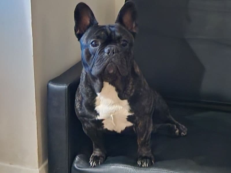 French Bulldog 2 years 3 months old male medium named Milo for breeding in West Northamptonshire, England | Petmeetly