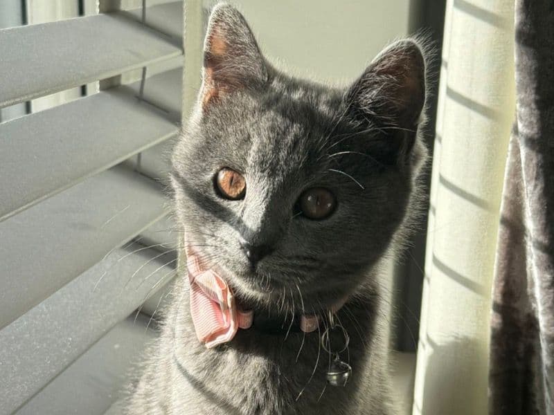 Molly primary photo