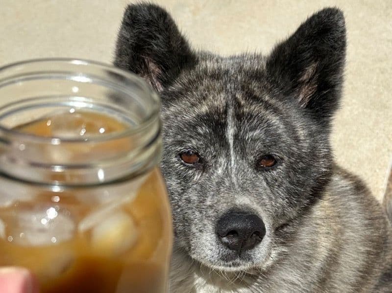 Japanese Akita  5 years 5 months old female medium named Luna for breeding in San Bernardino County, California | Petmeetly