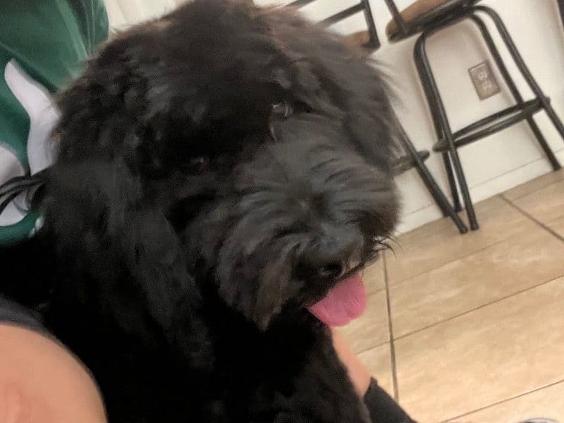Labradoodle 9 months old male medium named Bear for breeding in Clark County, Nevada | Petmeetly