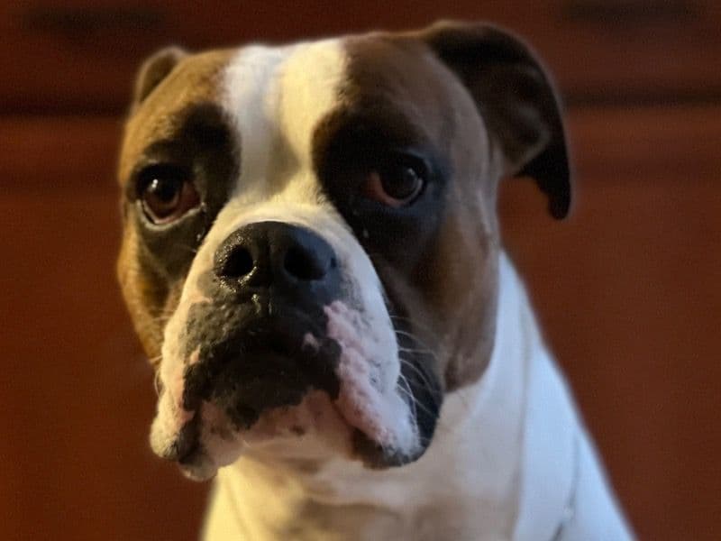 Boxer 3 years 7 months old male large named Caesar for breeding in Marion County, Indiana | Petmeetly
