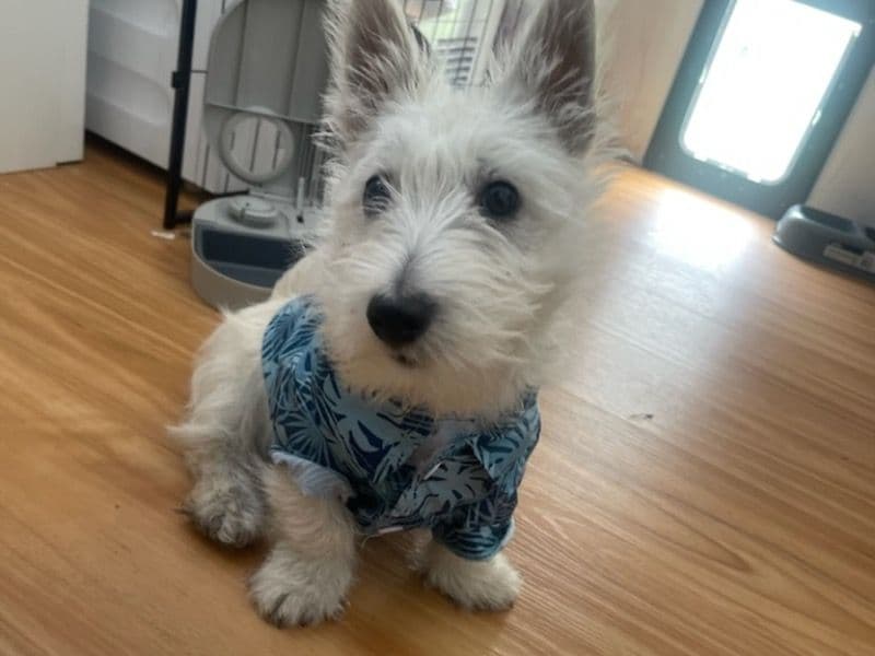 Taco primary photo