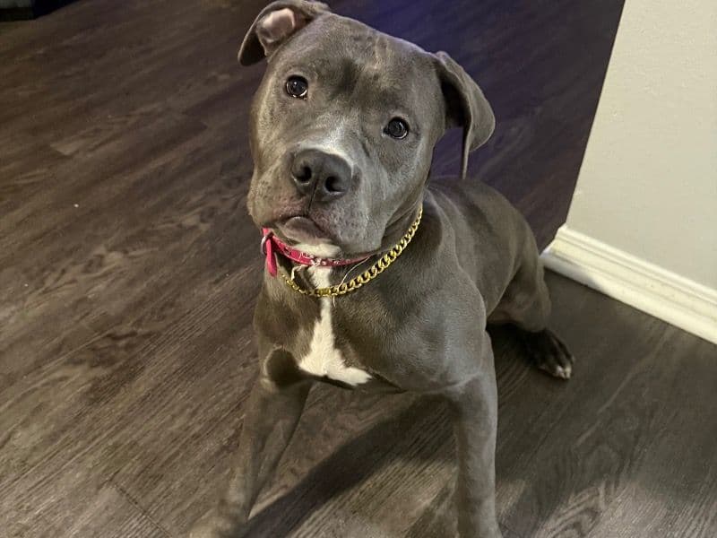 American PitBull Terrier 10 months old female medium named Kobi for sale in Los Angeles County, California | Petmeetly