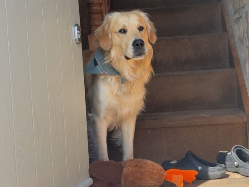 Golden Retriever 3 years 8 months old male large named Buddy for breeding in South Yorkshire, England | Petmeetly