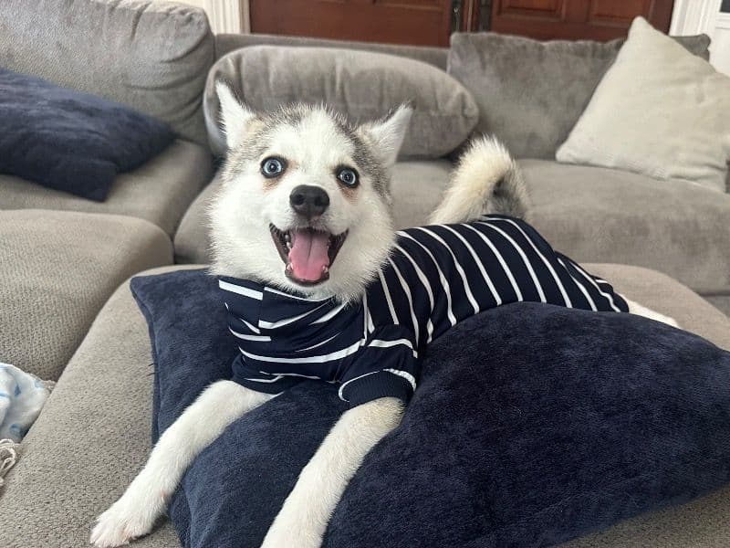 Pomsky 8 months old male small named Rice for sale in Victoria County, Texas | Petmeetly