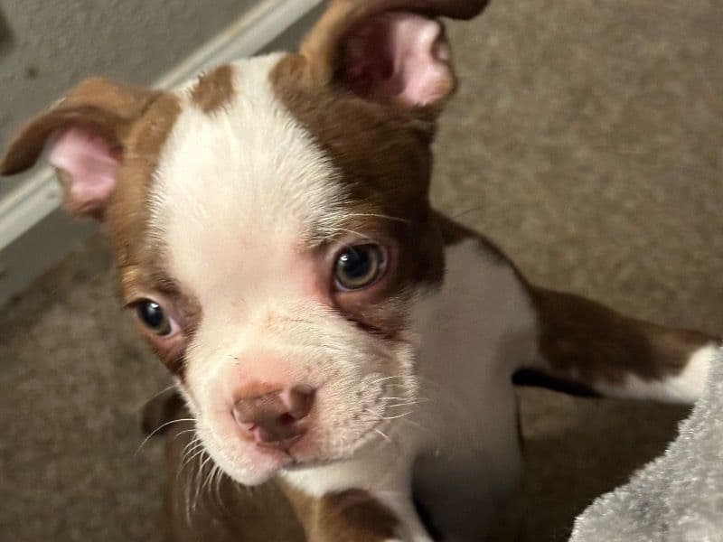 Boston Terrier 2 months old male small named No Name for sale in Fairview, Tennessee | Petmeetly