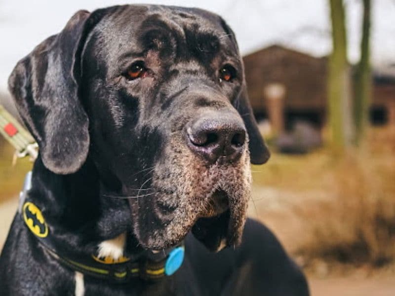 Great Dane 3 years 6 months old male extra large named Jabali for breeding in Lucas County, Ohio | Petmeetly