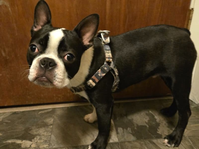Boston Terrier 2 years old male medium named Kylo for breeding in Van Wert County, Ohio | Petmeetly
