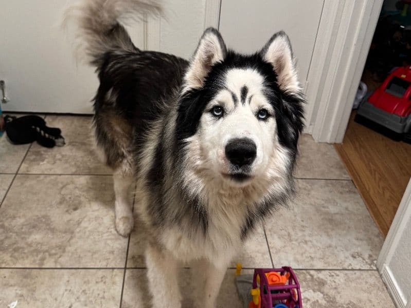 Trapper primary photo