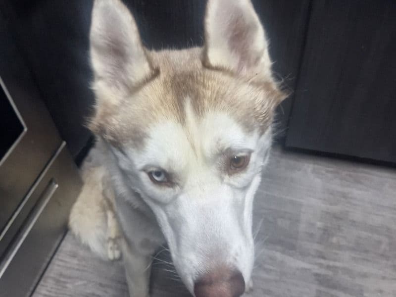 Husky 2 years 5 months old male large named Hades for breeding in Salt Lake County, Utah | Petmeetly