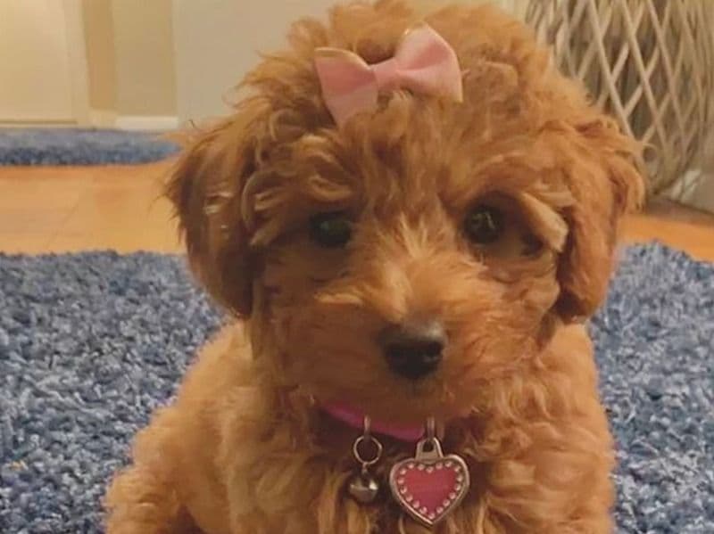 Poodle 1 month old female medium named Pelly for sale | Petmeetly