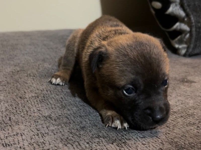 American PitBull Terrier 1 month old female small named No Name for sale in Marion County, Indiana | Petmeetly